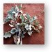 Weird desert plant Metal Print