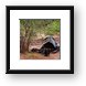 Exposed vehicle grave Framed Print