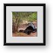 Buy Framed Print