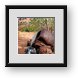 Buy Framed Print