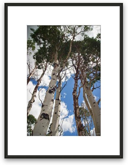 Aspen Trees Framed Fine Art Print