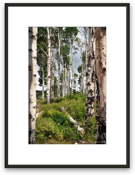 Aspen Grove Framed Fine Art Print