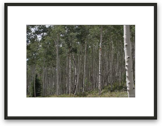 Aspen Tree Grove Framed Fine Art Print