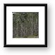 Aspen Tree Grove Framed Print