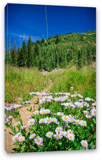 Wildflowers along Burro Pass Trail Fine Art Canvas Print