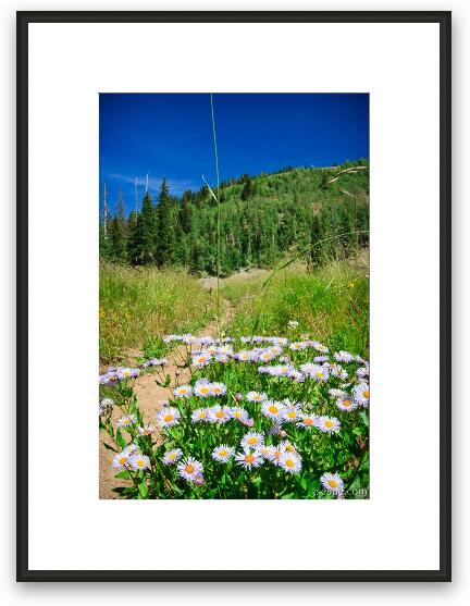 Wildflowers along Burro Pass Trail Framed Fine Art Print