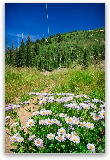 Wildflowers along Burro Pass Trail Fine Art Metal Print