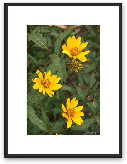 Mountain wildflowers Framed Fine Art Print