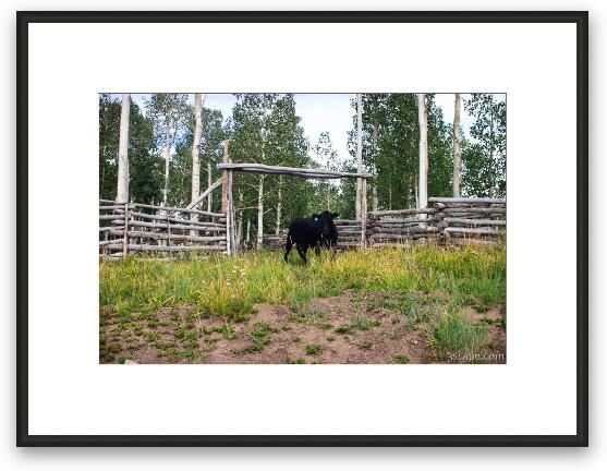 Free range cattle Framed Fine Art Print