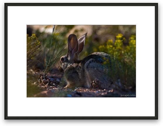 Rabbit Framed Fine Art Print