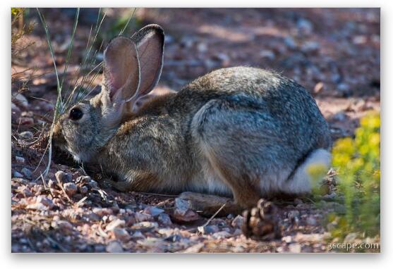 White Tailed Jackrabbit Fine Art Print by Adam Romanowicz