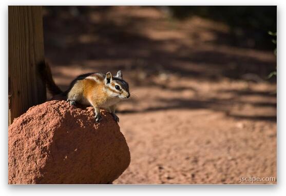 Chipmunk Fine Art Metal Print