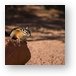 Chipmunk Metal Print