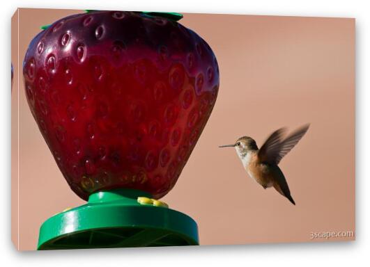 Hummingbird Fine Art Canvas Print