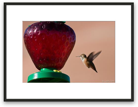 Hummingbird Framed Fine Art Print