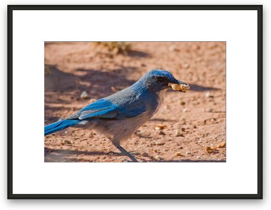 Desert Blue Jay Framed Fine Art Print