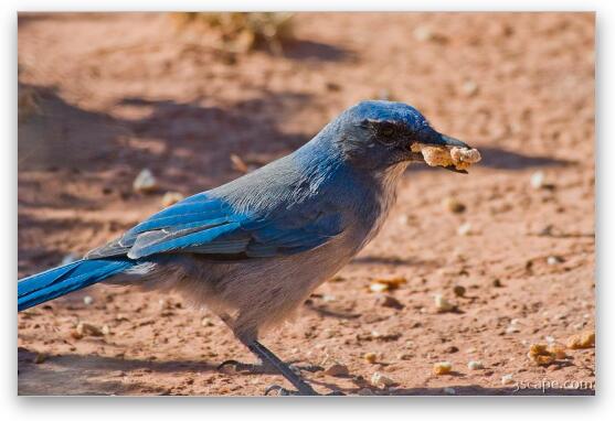 Desert Blue Jay Fine Art Metal Print