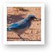 Desert Blue Jay Art Print