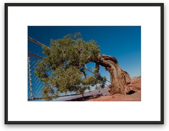 Juniper Tree Framed Fine Art Print