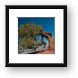 Juniper Tree Framed Print