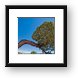Juniper Tree Framed Print
