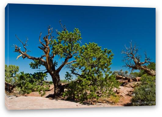 More desert trees Fine Art Canvas Print