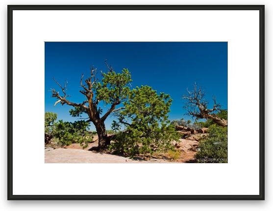 More desert trees Framed Fine Art Print