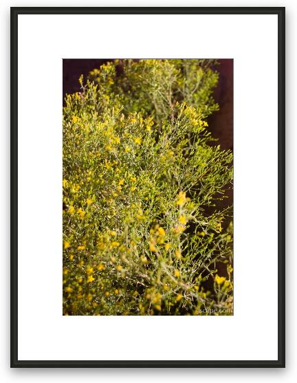 Desert plants Framed Fine Art Print