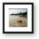 Seaweed Framed Print