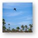 Watching for sharks Metal Print