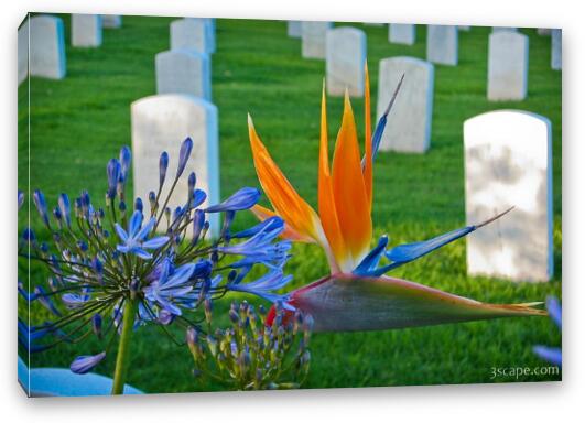 Bird of Paradise at the Fort Rosecrans National Cemetery Fine Art Canvas Print
