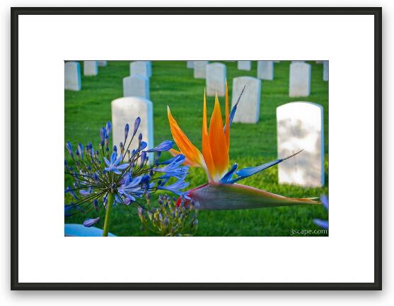 Bird of Paradise at the Fort Rosecrans National Cemetery Framed Fine Art Print