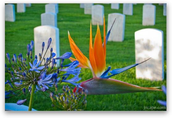 Bird of Paradise at the Fort Rosecrans National Cemetery Fine Art Metal Print