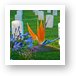 Bird of Paradise at the Fort Rosecrans National Cemetery Art Print