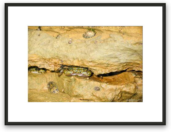 Crab hiding in the rock ledge Framed Fine Art Print
