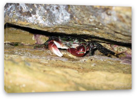 Another crab hiding in the rocks Fine Art Canvas Print