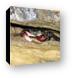 Another crab hiding in the rocks Canvas Print