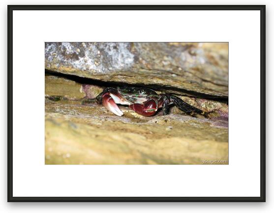Another crab hiding in the rocks Framed Fine Art Print