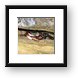 Another crab hiding in the rocks Framed Print