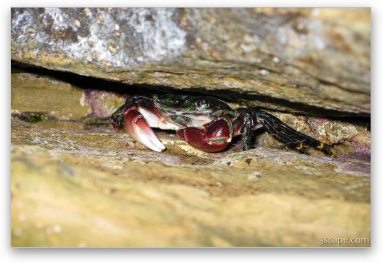 Another crab hiding in the rocks Fine Art Metal Print