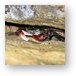 Another crab hiding in the rocks Metal Print