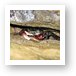 Another crab hiding in the rocks Art Print