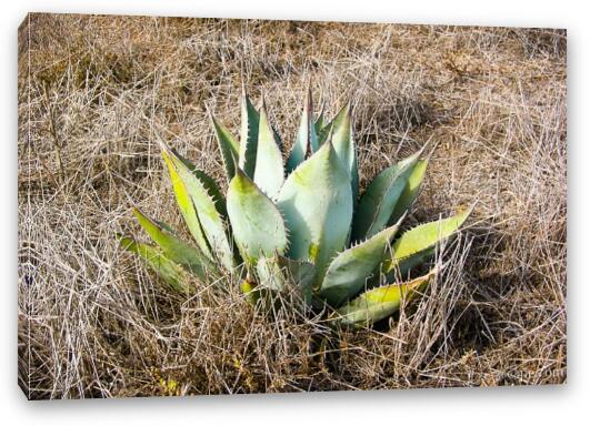 Desert foliage Fine Art Canvas Print