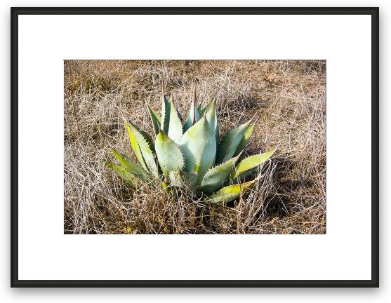 Desert foliage Framed Fine Art Print