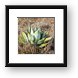 Desert foliage Framed Print