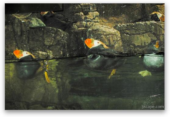 Puffins Fine Art Metal Print