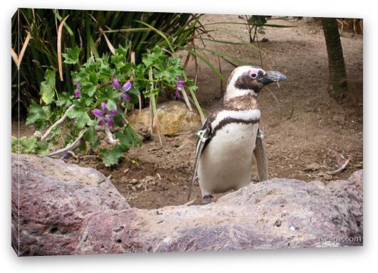 Galapagos penguin Fine Art Canvas Print