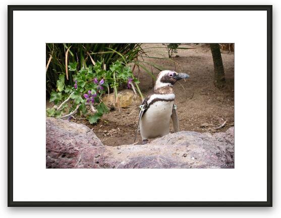 Galapagos penguin Framed Fine Art Print