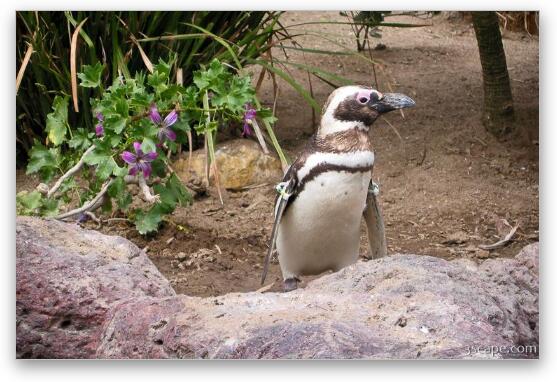 Galapagos penguin Fine Art Print