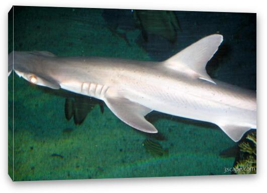 Hammerhead shark Fine Art Canvas Print